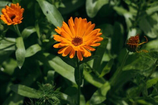 MIX: Kumelīte + Kliņģerīte + Asinszāle